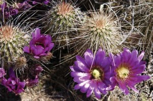 15482598.DSC_2060CactusFlower