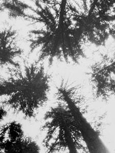 Massive trees fill the skyline of Czech Switzerland towering hundreds of feet over us