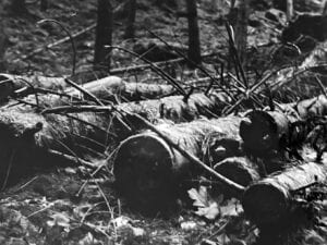 Fallen trees protect the forests of Czech Switzerland from overgrowth while also offering locals firewood to heat their homes