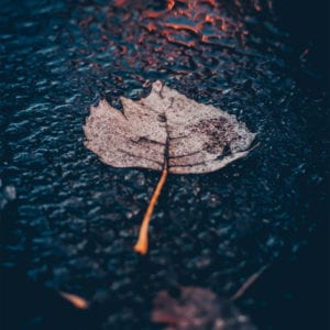 a withered leaf on the soil