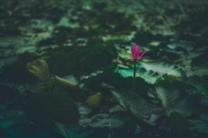 Swamp flowers in the dark