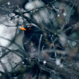 a raven surrounded by cold branches