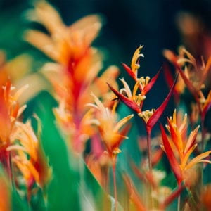 sharp orange inflorescences