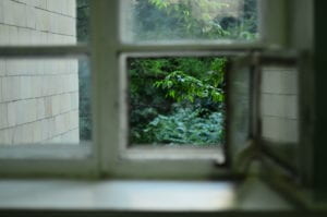 open window. bushes