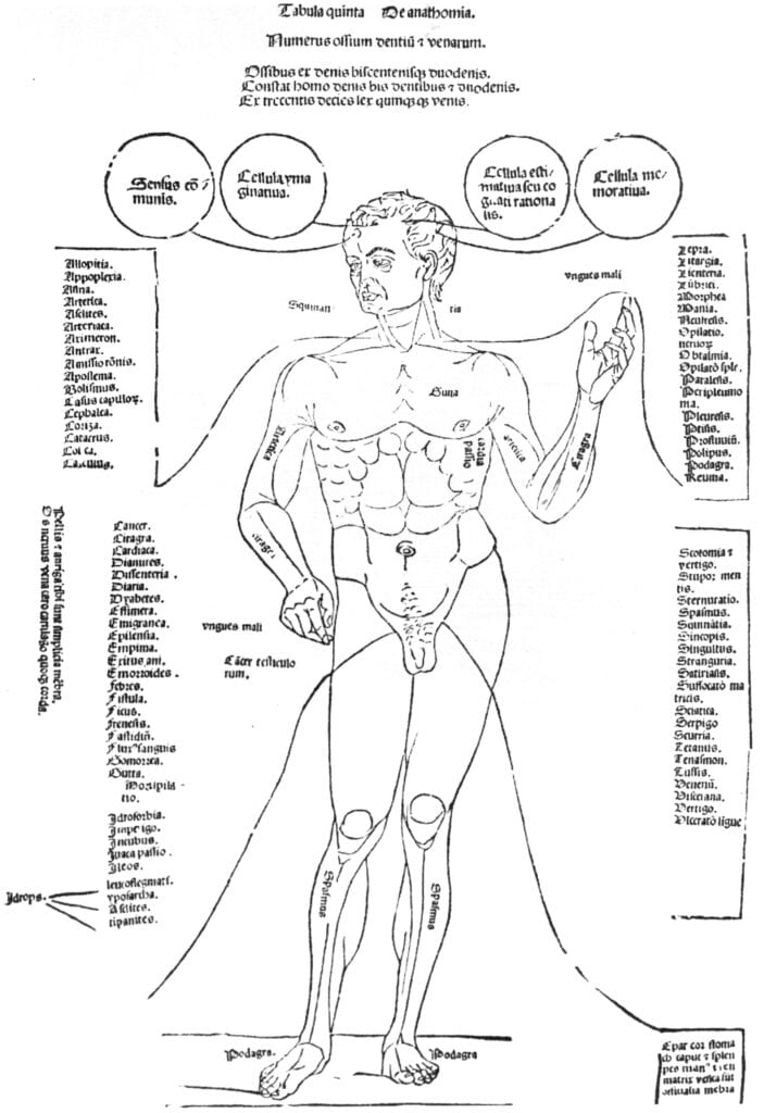 Anatomical drawing of a male