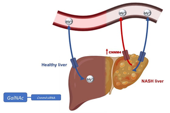 Magnesium_Liver_CNNM