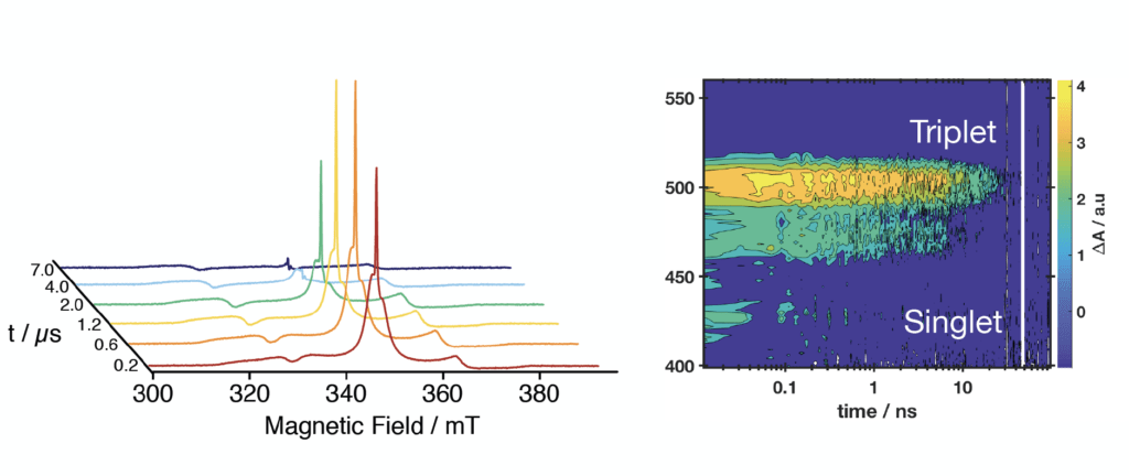 Optically induced spin polarization studied via trEPR