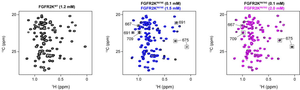 Receptor tyrosine kinase structure, dynamics, and function