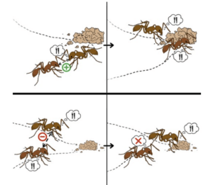 PNAS NEXUS paper Porfiri