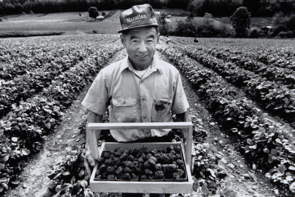 Black and white portrait of Akip Suyematsu holding a wooden basket of strawberries while standing between rows of strawberry plants.