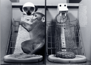 Image of a monkey clinging on the soft touch surface and abandoned bare wire surface