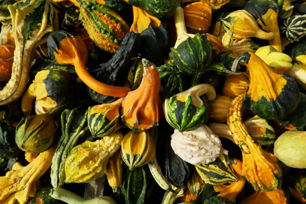 photo of gourds