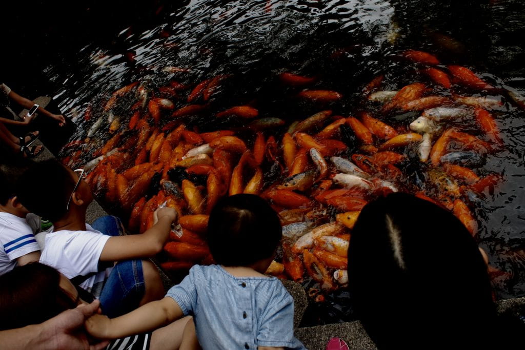 Yu Garden Koi fish in pond with children surrounding 