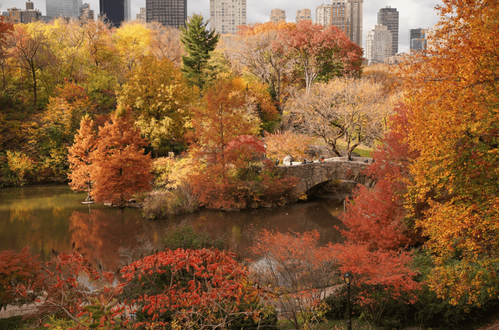 Decorative image of fall in NYC