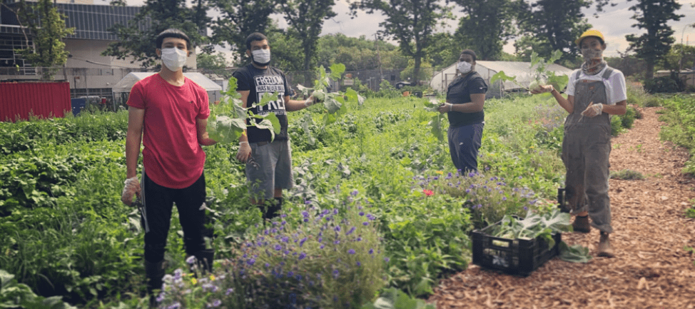 Farmers harvest vegetables at Red Hook Farms. Credit: Red Hook Initiative