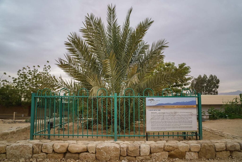 Date palm