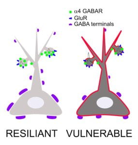 fig-7-summary-with-red-neuron-copy-1