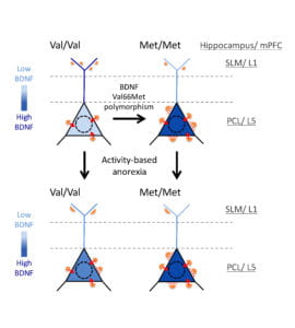 fig-7-bdnf-model-for-cc