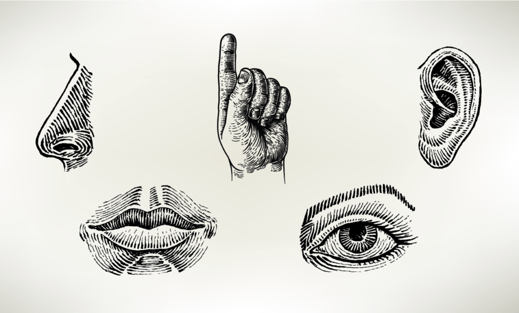 Pen and ink illustration of the 5 senses on a beige background: a nose, a finger pointing upwards, an ear, a mouth, and an eye