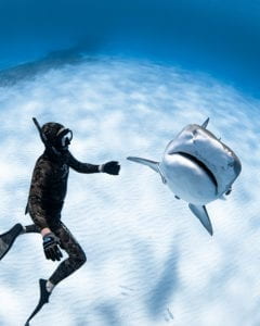 Harrison free diving with tiger shark, Emma 