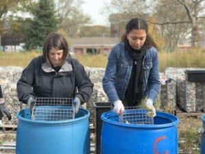 2 people shaking crates of oyster shells into blue bins