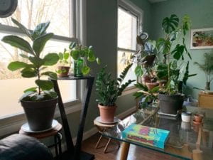 variety of house plants