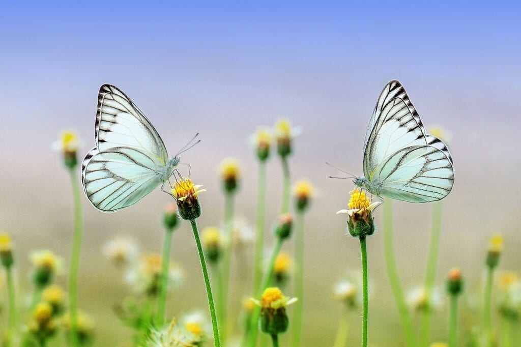 Spring-time scene with flowers and butterflies