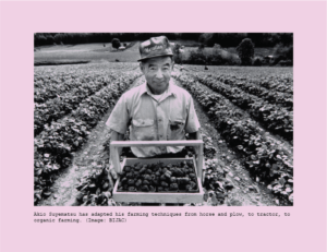 Front of Postcard - Strawberry Worker