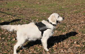 The image shows a dog wearing the DT Works Patch Dog Harness