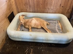 Beige goat lying in a light blue inflatable pool bed with straw and blue blanket