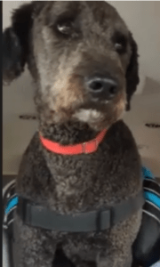 Jessica's fuzzy black dog, Chewie, wearing a red collar