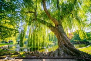 A picture of a willow tree.