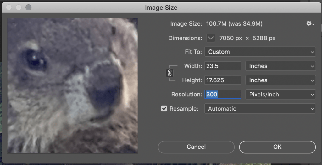 A screenshot of the Image Size menu in photoshop. A preview of the photograph being edited is shown on the left, and the settings are on the right. The editable settings are set to a width of 23.75 inches, a height of 17.625 inches and a resolution of 300 inches. The box for "resample" is checked, and in the resample drop down, the option "Automatic" is chosen. 