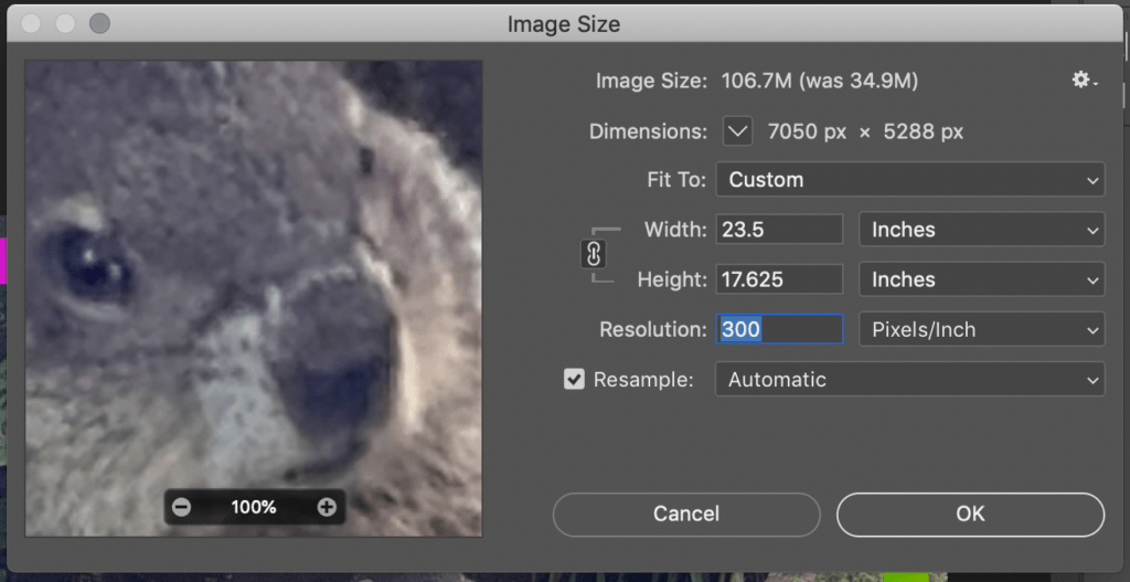 A screenshot of the Image Size menu. In the preview box on the left, the preview is zoomed into the face of a groundhog.