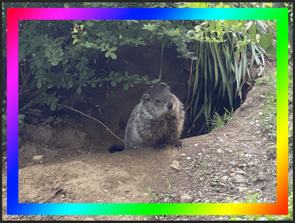 A photo of a groundhog with a rainbow rectangle around it. The colors are bright and the image is vibrant.
