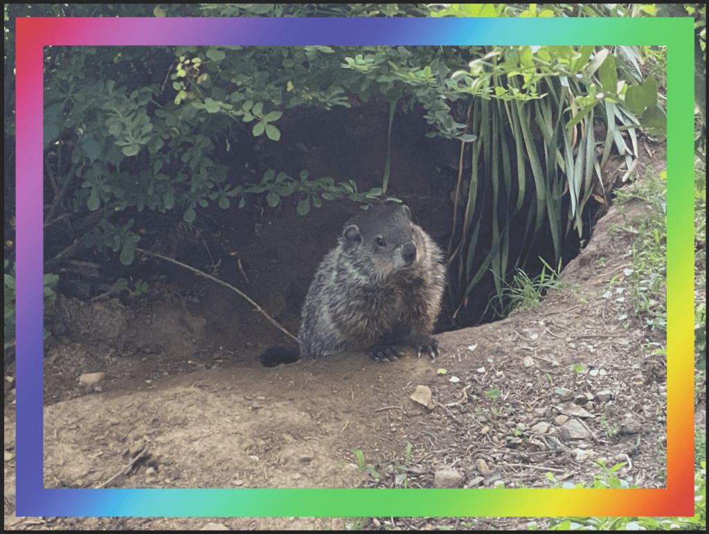 A photo of a groundhog with a rainbow rectangle around it. The colors are duller and the image is less bright.