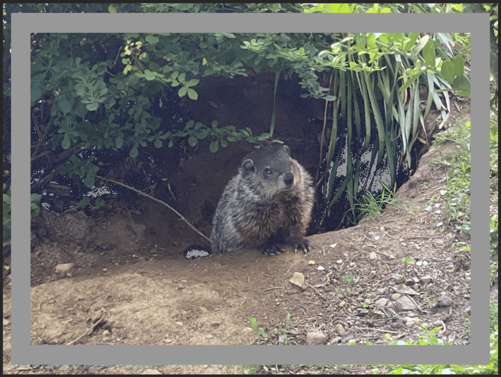 A groundhog with a gray rectangle around it. 