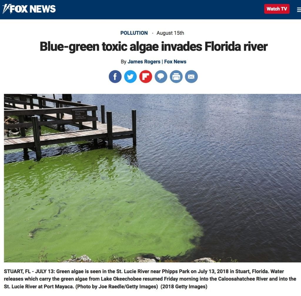 Blue-green algae