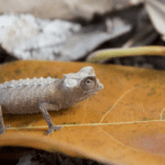 Brookesia (miniature) chameleon