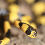 Lycodryas citrinus, a nocturnal, arboreal snake