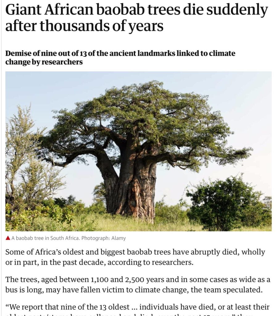 Baobab trees suddenly dying