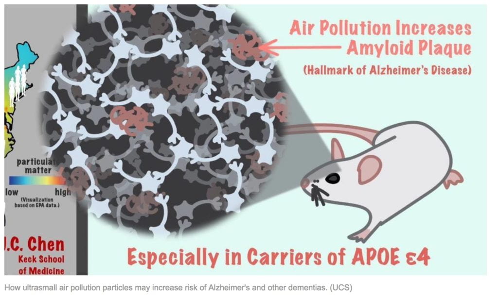 Air pollution increases Amyloid Plaque