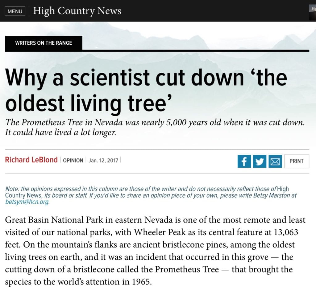 Illustration from cover story of: Why a scientist cut down the oldest living tree