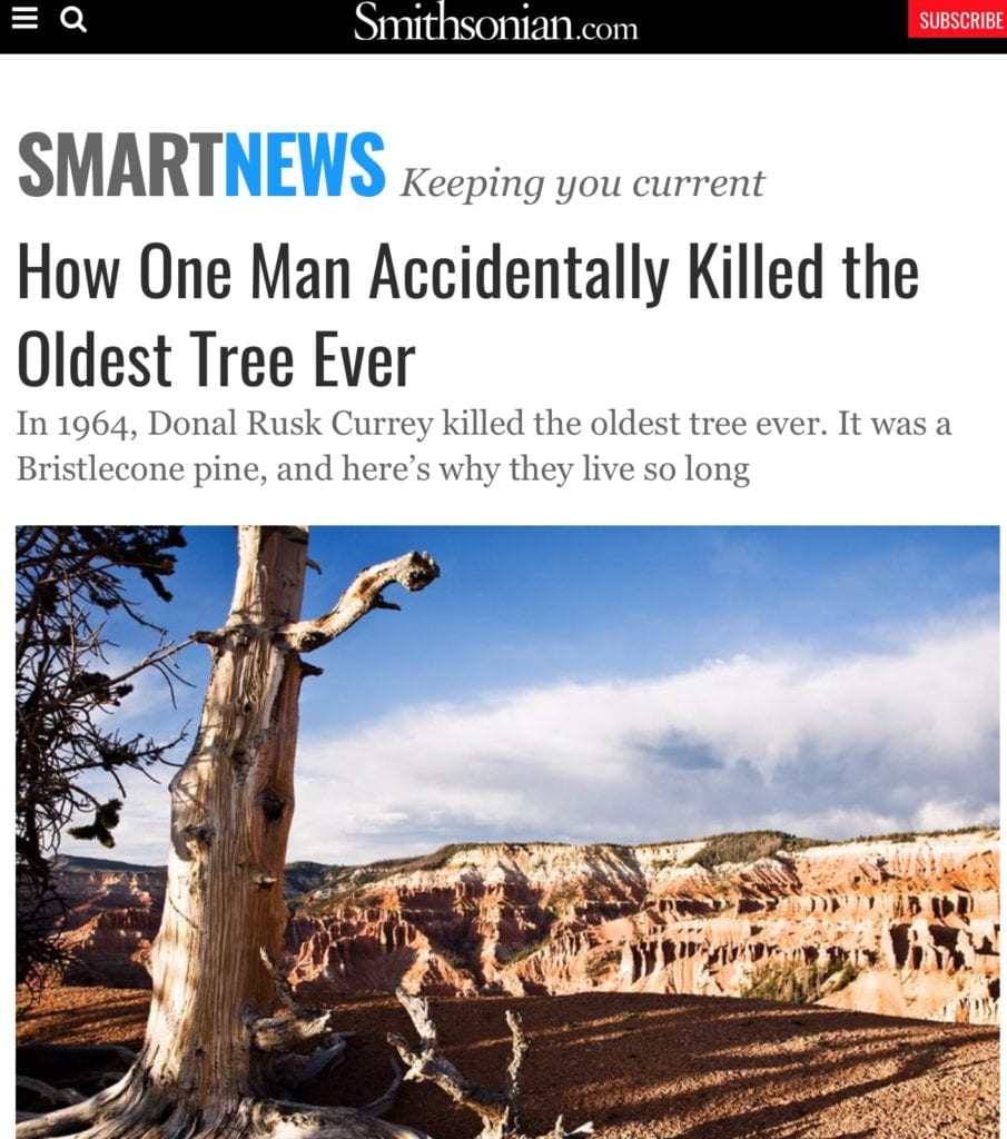 Illustration from cover story of: How one man accidentally killed the oldest tree ever