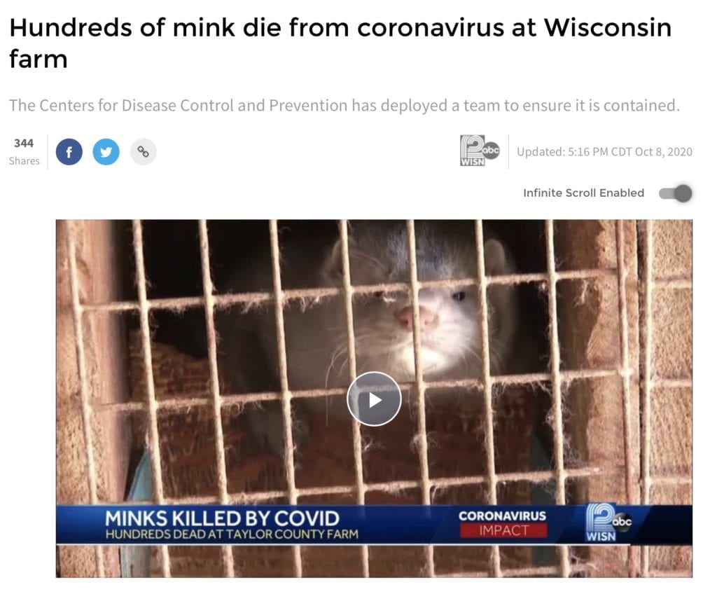 Hundreds of mink die from coronavirus at Wisconsin farm