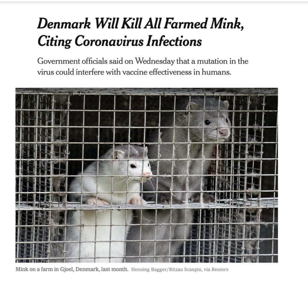 Denmark to kill all 15 million mink due to SARS jumping from humans to mink and then mutating back to humans