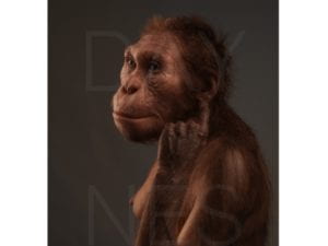 photo of Australopithecus-Sediba-artistic-reconstruction