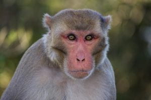 picture of rhesus macaque from Cayo Santiago, Puerto Rico