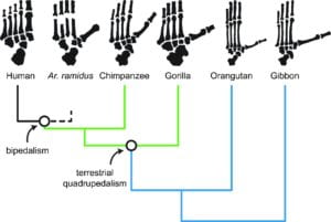 An evolutionary tree depicting the relationships among living apes, Ardi, and modern humans