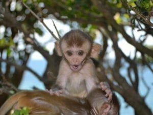 photo of infant rhesus macaque from Cayo Santiago Puerto Rico